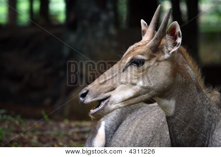 Piccolo bufalo