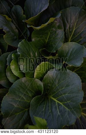 Badan Big Leaves In Pictorial Light Of The Setting Sun.