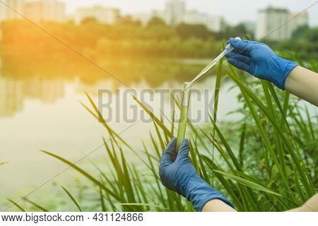 Sampling From Open Water. A Scientist Or Biologist Takes A Sample Of Water From A City Reservoir. A 