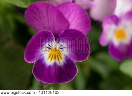 Ruggell, Liechtenstein, April 28, 2021 Macro Of A Colorful Lila Flower