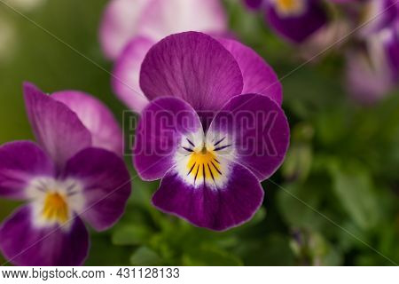 Ruggell, Liechtenstein, April 28, 2021 Macro Of A Colorful Lila Flower