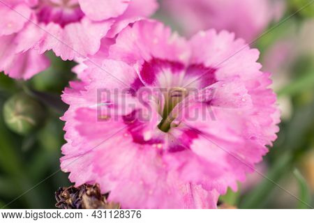 Ruggell, Liechtenstein, April 28, 2021 Macro Of A Colorful Pink Flower