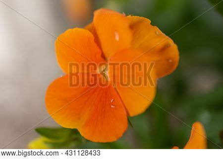 Ruggell, Liechtenstein, April 28, 2021 Macro Of A Colorful Orange Flower