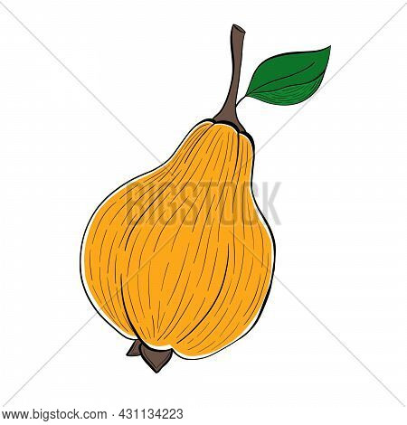 Quince Fruit Illustration Natural Food Isolated Illustration