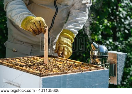 Varroa Mite Control. Varroa Destructor. How To Treat Bees From Varroa Mite. The Beekeeper Treats The
