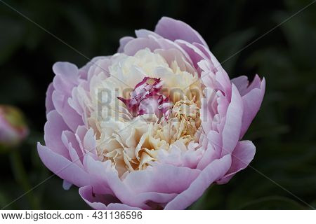 Paeonia Lactiflora Chestine Gowdy.  Beautiful Flowering Double Light Rose  Peony Chestine Gowdy Clos