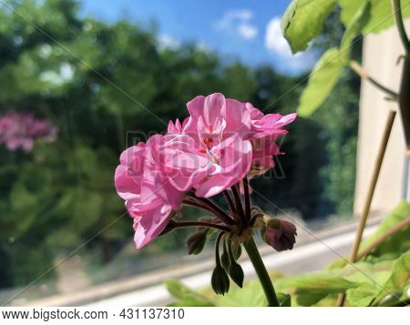 Beautiful Home Geranium Flower On The Windowsill