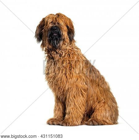 Panting Fawn Briard dog sitting in front, isolated on white