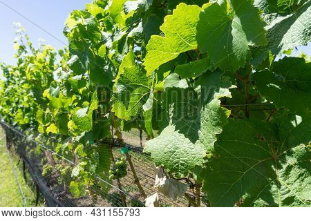 Closeup Large  Green Leaves Of Vineyard In Martinborough New Zealand.