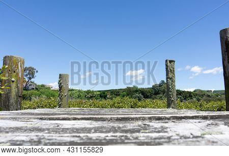 Rustic Wooden Jetty With Lichen On Posts In Idyllic Pond Amongst Mangroves.