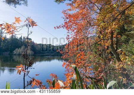 Fall Or Autumn Color Foliage By Mclaren Falls Lake Tauranga New Zealand.