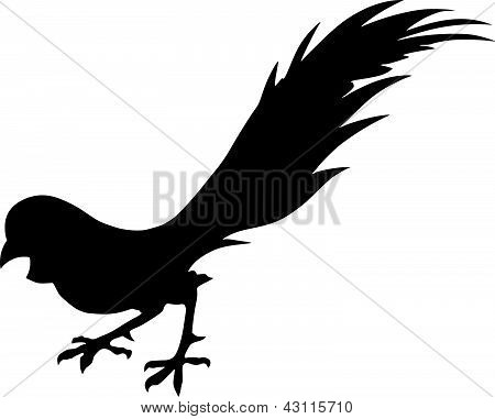 pheasant