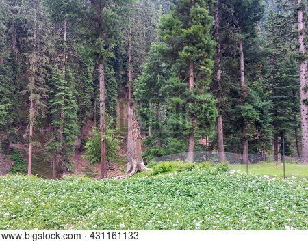 Potato Crop Fields In Bluewater Kalam Swat Valley Paksitan