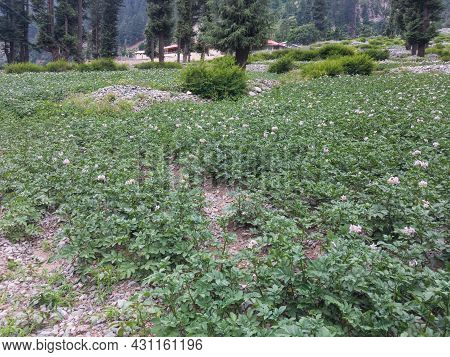 Potato Farming In Kalam Swat Kpk Pakistan