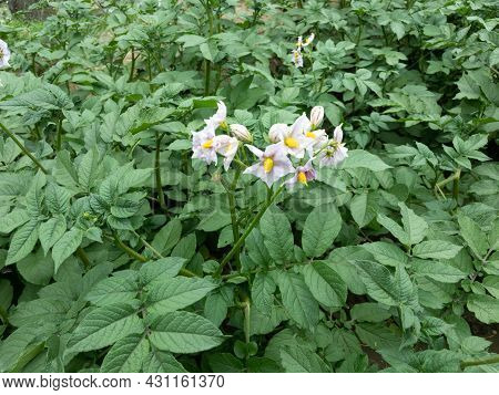 Closeup Of A Potato Flower In The Field