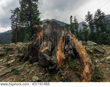 Stump Of Tree After Cutting Forest And Deforestation Closeup View