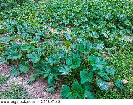 Squash Farming In A Village Of Kalam Swat
