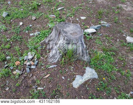 Deforestation Or Stump Of Tree After Cutting The Cedar Tree In Kalam Swat