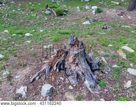 Stump Of Tree After Cutting Forest And Deforestation In Bluewater Kalam Swat