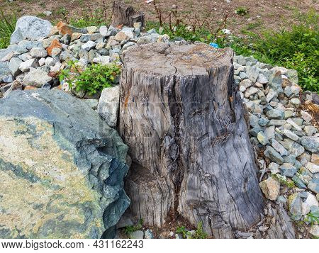 Closeup View Of An Old Stump Of Tree After Cutting Tree In The Forest