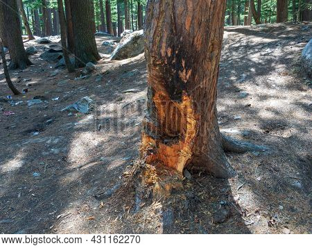 Closeup View Of A Deodar Pine Tree After Cutting Its Half Trunk In The Kalam Forest