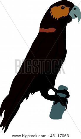 Loro de Kaka