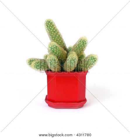 Ð¡actus Isolated On White