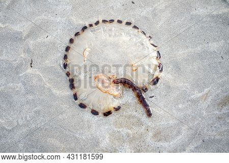 Compass Jellyfish Chrysaora Hyoscella, West-coast Of Donegal, Ireland.