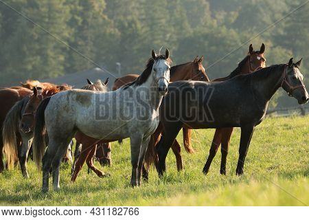 Horse stallion mare colt foal pet Nature sunrise Nature sunset Nature background pet Nature pet Nature pet Nature background animal horses Nature background Nature pet meadow field Nature background pet dusk Nature background pet Nature pet background.