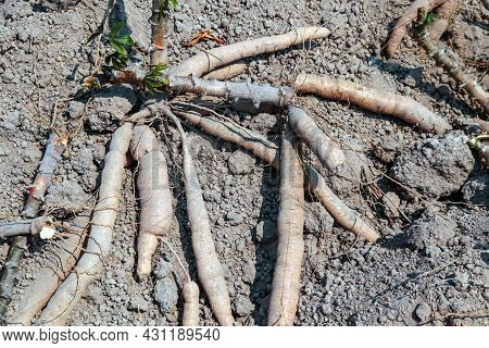 Cassava On The Ground For Planting, Cassava For Tapioca Flour Industry, Raw Yucca Tuber