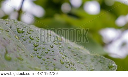 Green Leaves With Raindrops. Beautiful Green Natural Blurred Background With Copy Space. Close-up Sh