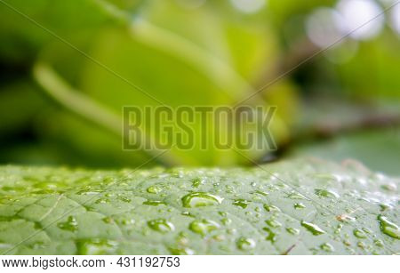 Green Leaves With Raindrops. Beautiful Green Natural Blurred Background With Copy Space. Close-up Sh