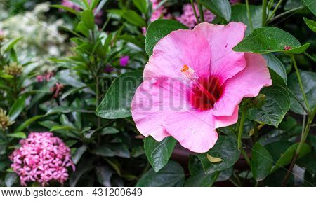 Fully Bloomed Pink And Red Hibiscus Rosa Sinensis Or Joba Flower In The Garden On The Tree