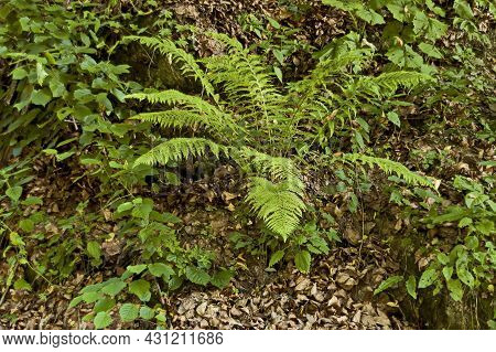Close Up Tropical Green Shrub Nephrolepis Exaltata Sword Fern, Sofia, Bulgaria