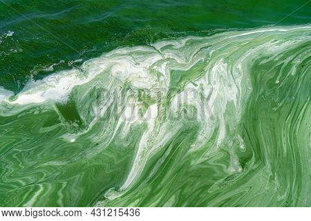 Water Pollution By Blooming Blue-green Algae (cyanobacteria) On Dnieper River At Kremenchug Reservoi