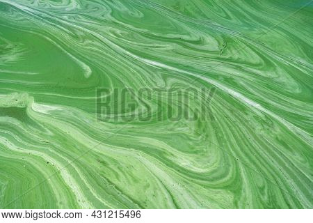 Water Pollution By Blooming Blue-green Algae (cyanobacteria) On Dnieper River At Kremenchug Reservoi