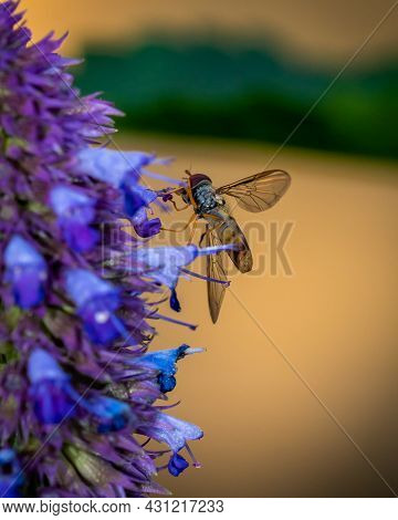 Small Insect Collecting Nectar From Blue Flower, Close-up Photo Of Insect And Blue Flower