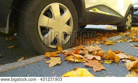 Car Wheel On Road. Yellow Dry Fallen Maple Leaves On Asphalt. Golden Autumn Street. Travelling. Driv