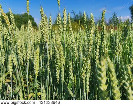 Wheat Field Close Up With Blue Sky And White Clouds In The Background