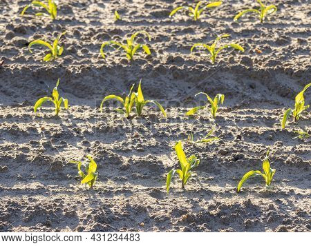 Sustainable Agriculture Field Planted With Corn In The Morning
