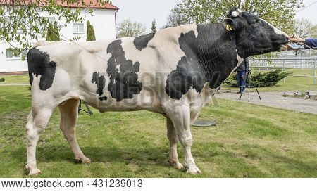 Bull-producer In The Show Rack. Images For The Agricultural Catalog. Production Of Sperm For Insemin