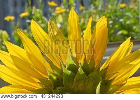 Close Up Of A Beautiful Blooming Sunflower With Yellow Petals And Green Tepals On A Natural Green Ba