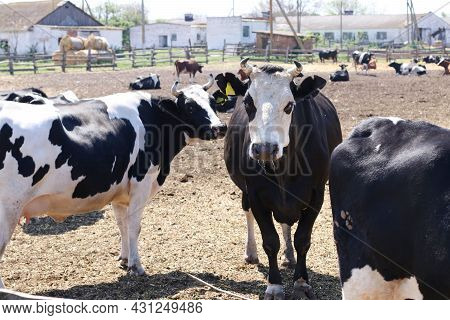 Black Bull With A White Muzzle In The Foreground Is Looking At The Camera. Cows Dairy Farm Graze And