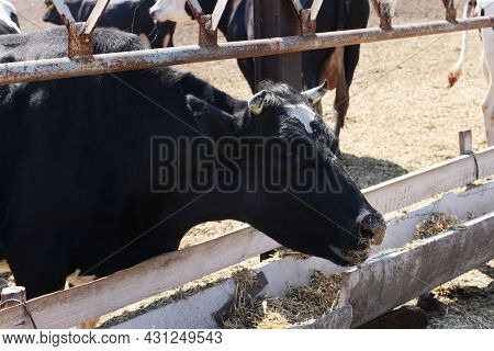 Black Cow On Dairy Farm Eating Grass In The Foreground. Livestock Concept. Closeup