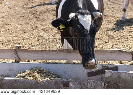 Black And White Cow Eating Grass On Dairy Farm In The Outdoors