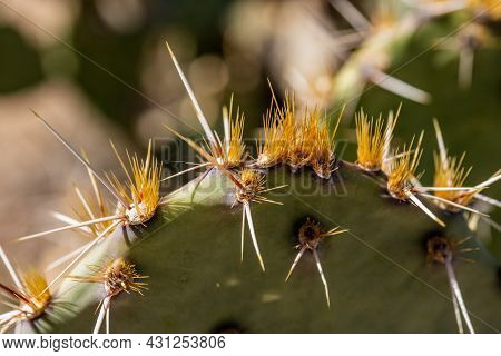 Cactus Spines And Glochids On Pricklypear Cactus In Saguaro National Park