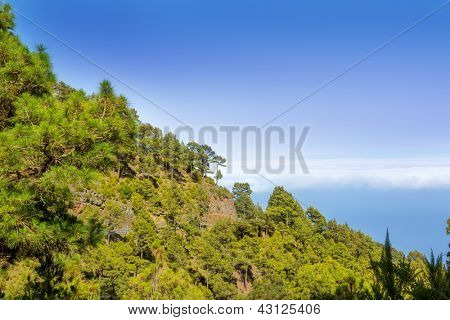 金丝雀松树 La Palma 在破火山口德连国家公园