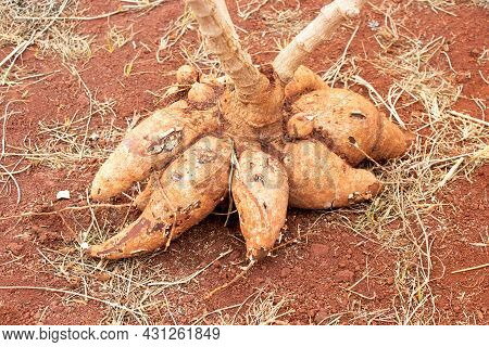 Closed Up Of Tuber Root Part Of Cassava Plant After Cultivation