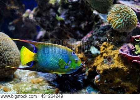 Queen angelfish (Holacanthus ciliaris), also known as the blue angelfish, golden angelfish or yellow angelfish underwater in sea with corals in background