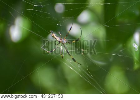 Banana Spider In A Web In The Woods In Florida